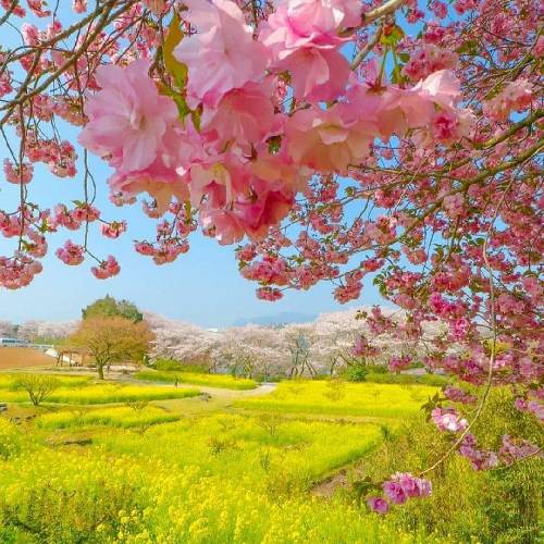 بغض یعنی خنده های ساختگی یعنی شکنجت بکنن و تو مبادا آخ بگی